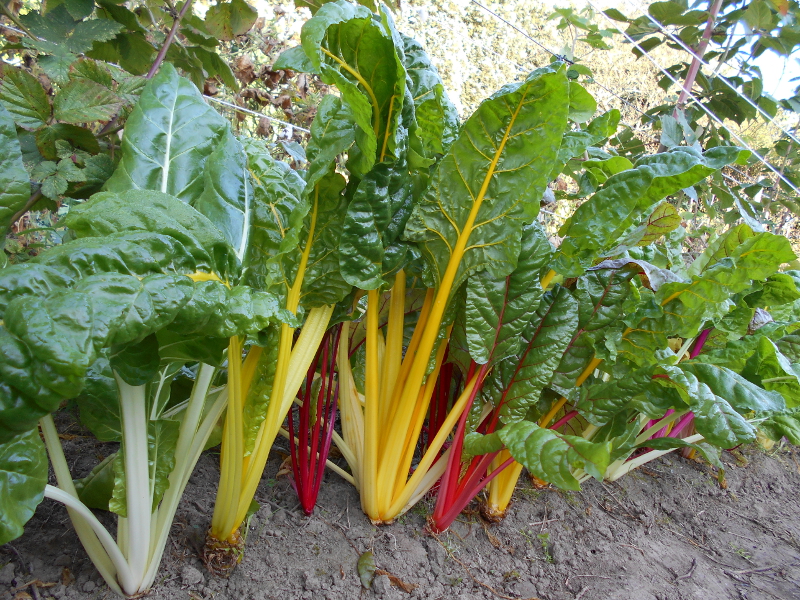 Kleurrijke warmoes.