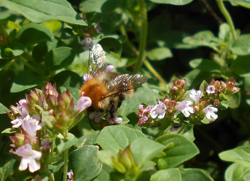 Une abeille visite la marjoleine.